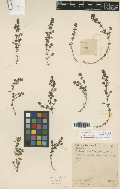 Galium montis-victoriae Ehrend. & Schönb.-Tem. - BM000945642