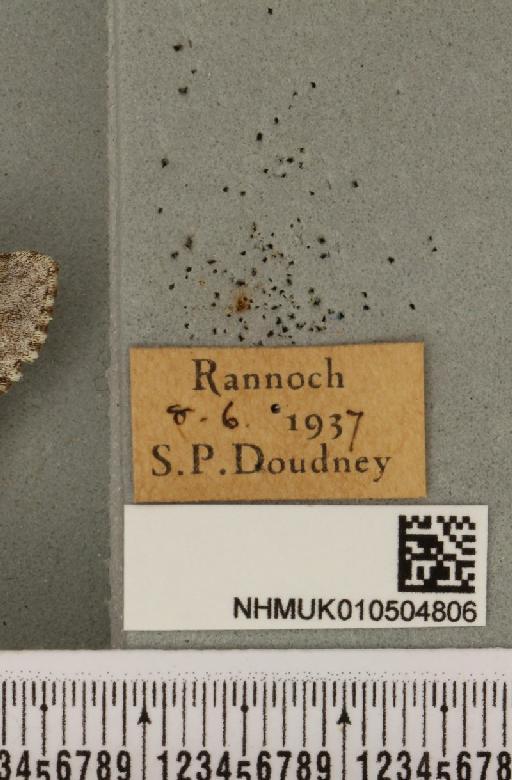Acronicta menyanthidis scotica (Tutt, 1891) - NHMUK_010504806_label_562185