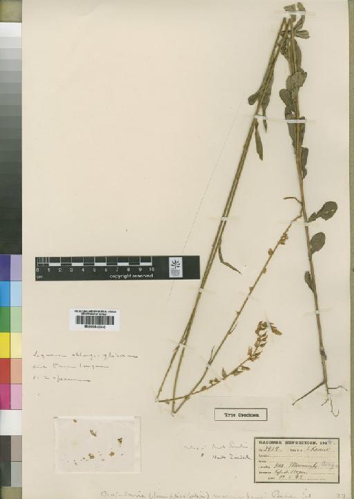 Crotalaria morumbensis Baker f. - BM000843343