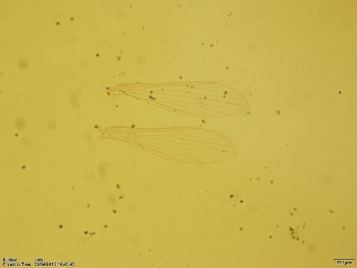 Lutzomyia (Dampfomyia) rosabali Fairchild & Hertig, 1956 - Lutzomyia_rosabali-BMNH(E)1721991_PT-female_wings-2x.tif