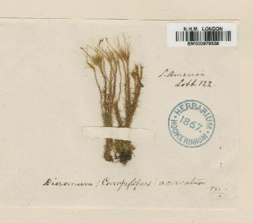 Campylopus acervatus Mitt. - BM000879536