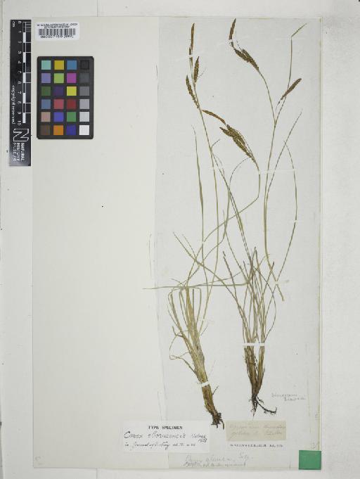 Carex nigra (L.) Reichard - 000057150