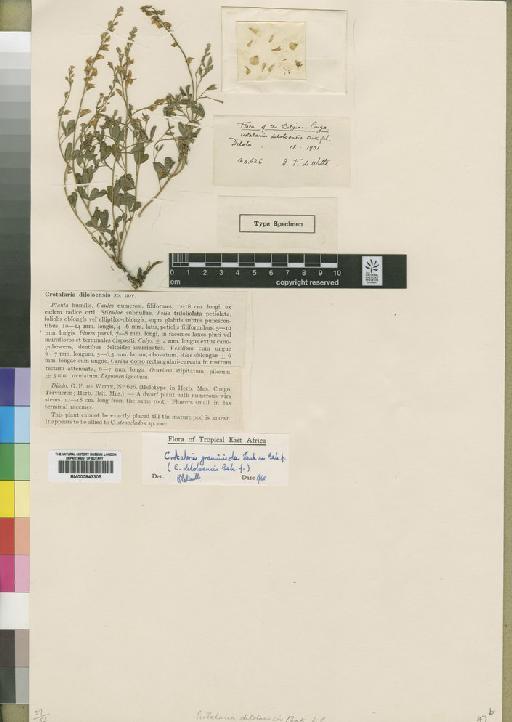 Crotalaria graminicola Taub. ex Baker f. - BM000843305
