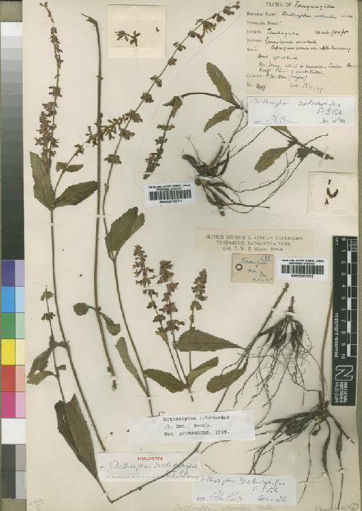 Orthosiphon scedastophyllus Paton - BM000910011