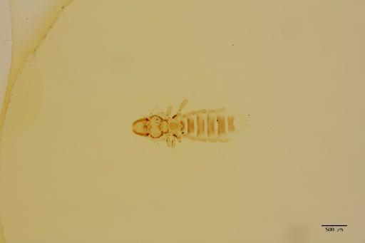 Degeeriella phlyctopygus Nitzsch, 1861 - 010148922_a_specimen