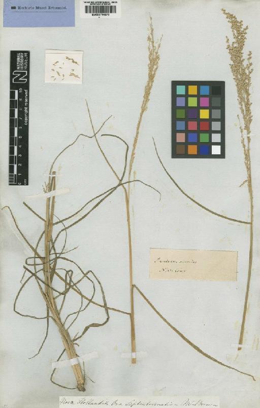 Whiteochloa airoides (R.Br.) Lazarides - BM000795673