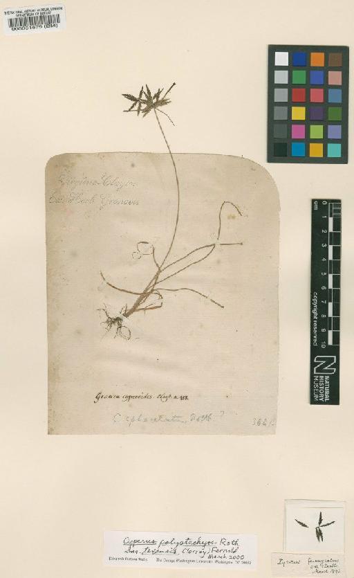 Cyperus polystachyos var. texensis (Torr.) Fernald - BM000051575