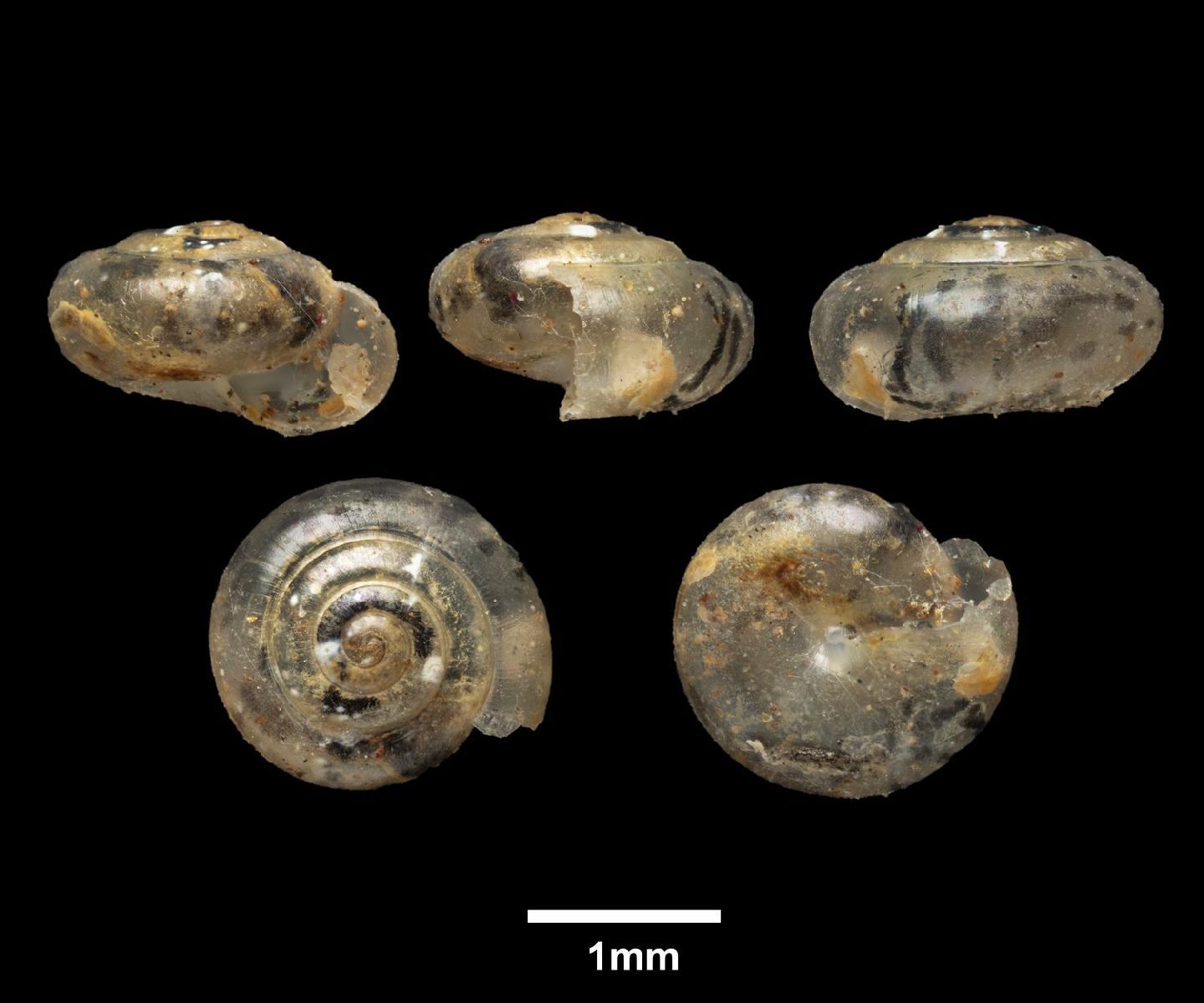 To NHMUK collection (Macrochlamys sata Godwin-Austen, 1883; SYNTYPES; NHMUK:ecatalogue:9422465)