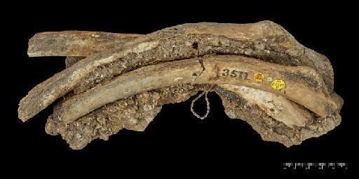 Scelidotherium leptocephalum Owen, 1840 - NHMUK PV M 82206 D (1).tif