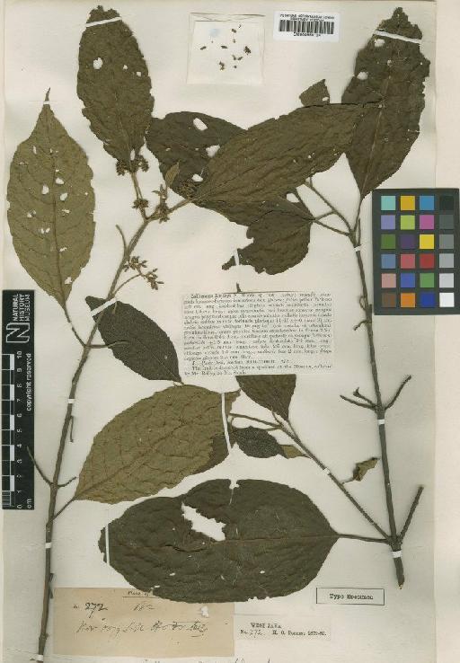 Callicarpa ridleyi S.Moore - BM000950124