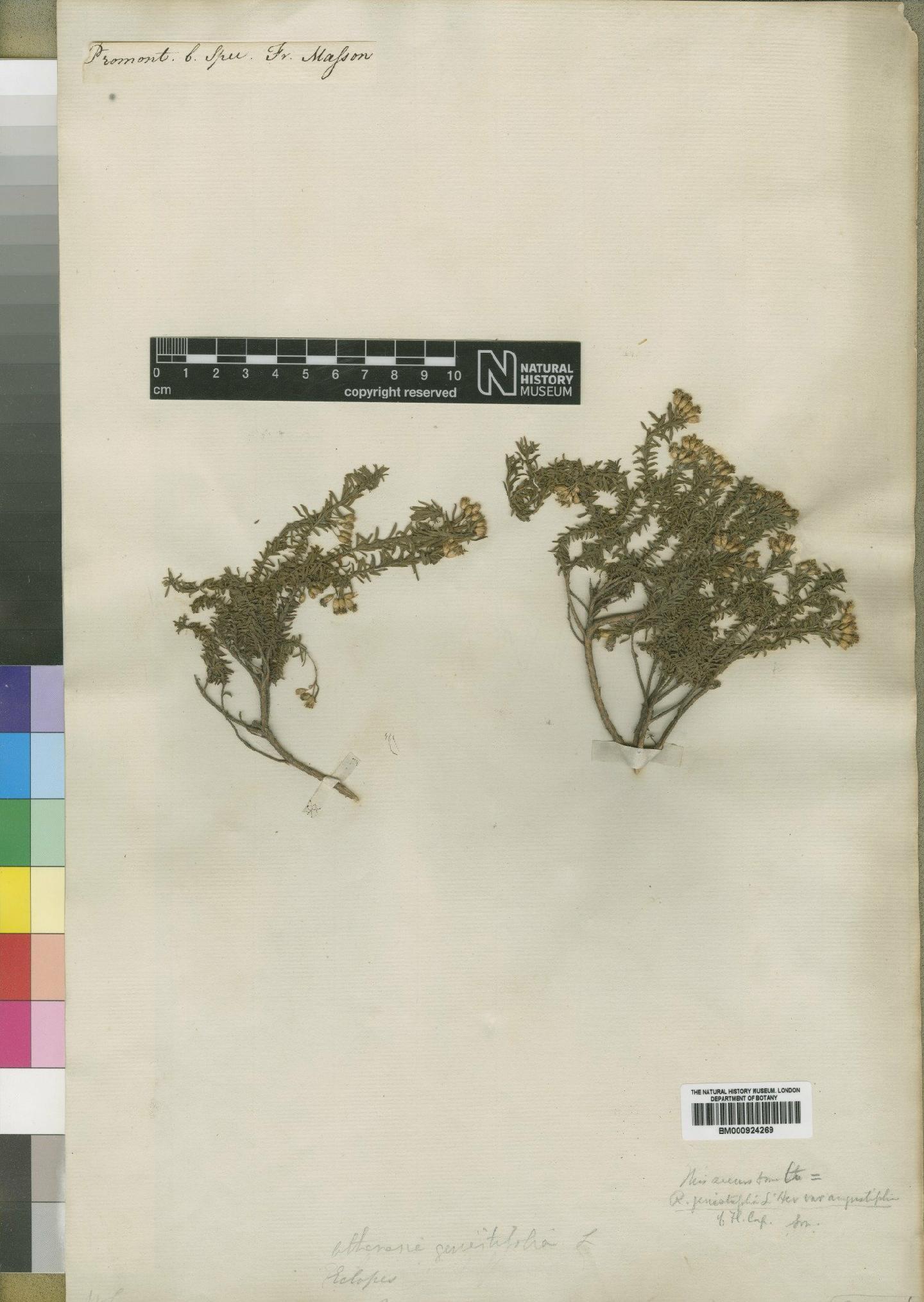 To NHMUK collection (Relhania genistifolia (L.) L'Hér.; Type; NHMUK:ecatalogue:4529297)
