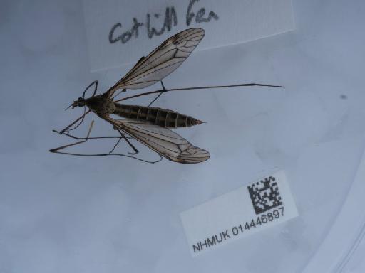 Tipula lateralis Walker - 014446897_2