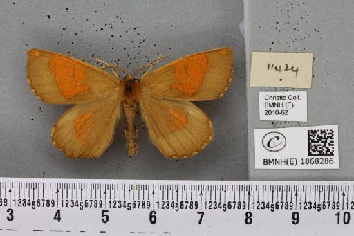 Angerona prunaria (Linnaeus, 1758) - BMNHE_1868286_a_441098