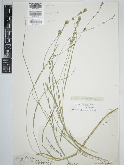 Carex divulsa subsp. divulsa Stokes - BM000781727C