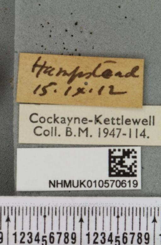 Omphaloscelis lunosa ab. lunae Robson, 1888 - NHMUK_010570619_label_628290