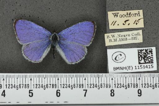 Celastrina argiolus britanna (Verity, 1919) - BMNHE_1151415_128127