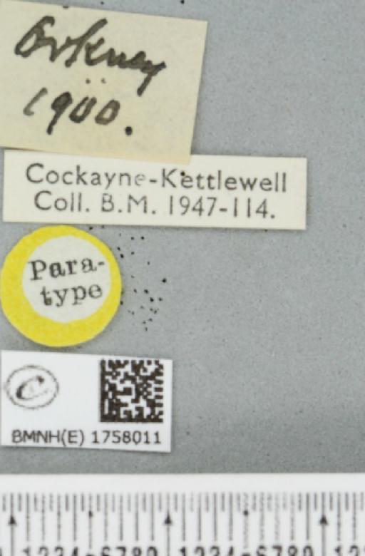 Thera juniperata orcadensis Cockayne, 1950 - BMNHE_1758011_label_356949