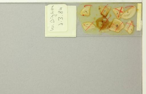 Sergentomyia (Grassomyia) dreyfussi Parrot, 1933 - 014828231_additional