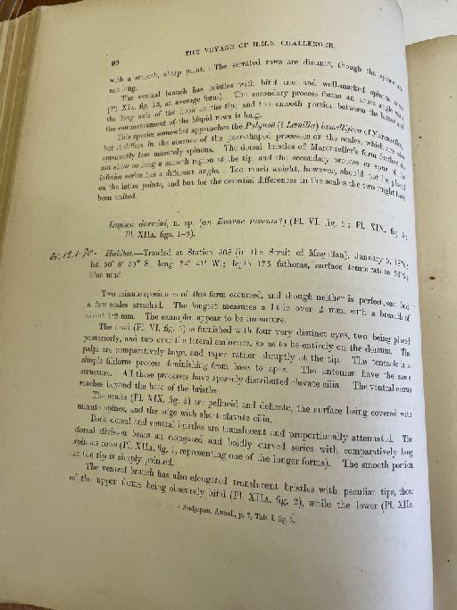 Eunoa mindanavensis McIntosh, 1885 - Challenger Polychaete Scans of Book 47