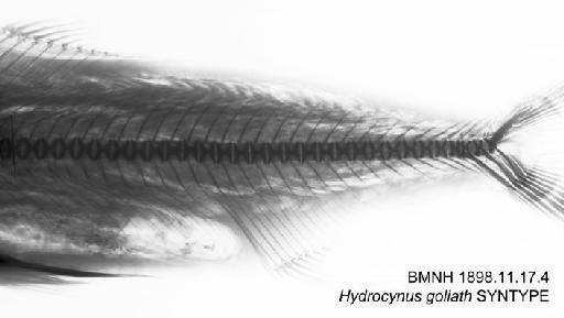 Hydrocynus goliath Boulenger, 1898 - BMNH 1898.11.17.4 - Hydrocynus goliath SYNTYPE Radiograph (Caudal region)