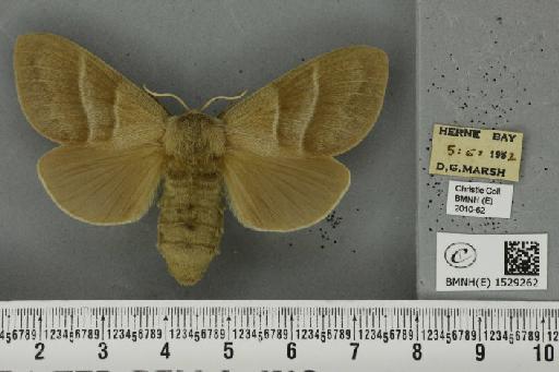 Macrothylacia rubi (Linnaeus, 1758) - BMNHE_1529262_196710