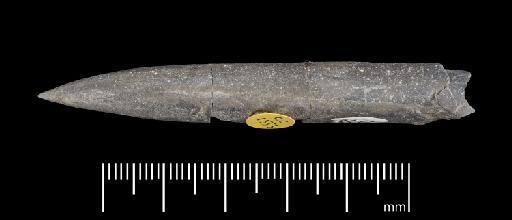 Simpsonibelus expansus (Simpson) - PI CC 1553 - belemnite