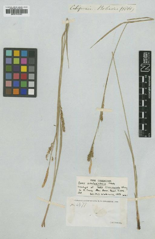 Carex mendocinensis Olney - BM001042080