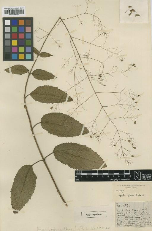 Hyptis effusa S.Moore - BM000992907