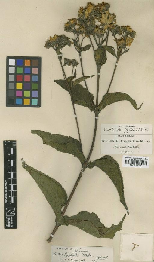 Viguiera trachyphylla S.F.Blake - BM001009722