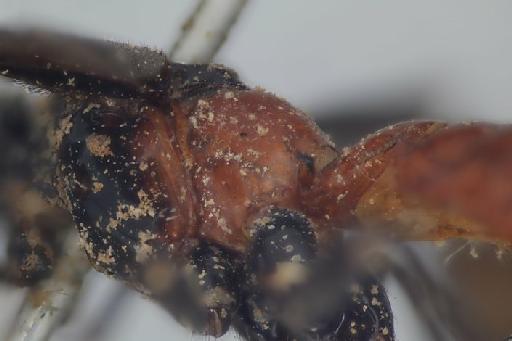 Odontopimpla maxima (Morley, C., 1914) - Odontopimpla_maxima_lateral