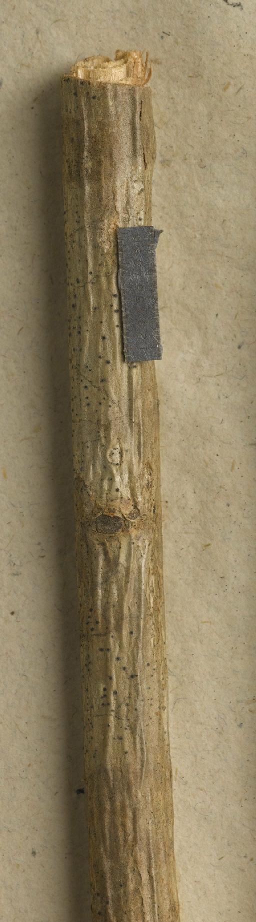 Arthopyrenia cinereopruinosa (Schaer.) A.Massal. - BM001107615_a