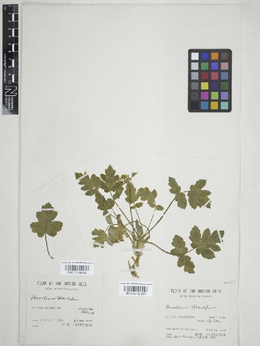 Heracleum sphondylium L. - 015148193
