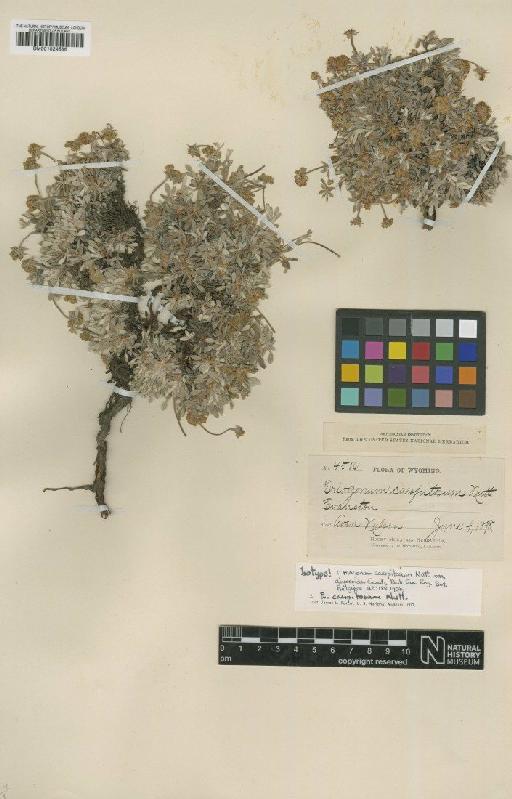 Eriogonum caespitosum Nutt. - BM001024586