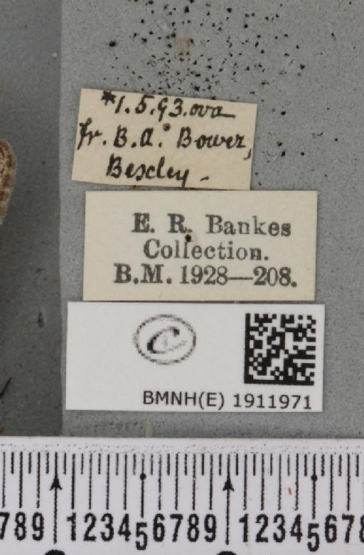 Aethalura punctulata (Denis & Schiffermüller, 1775) - BMNHE_1911971_label_484962