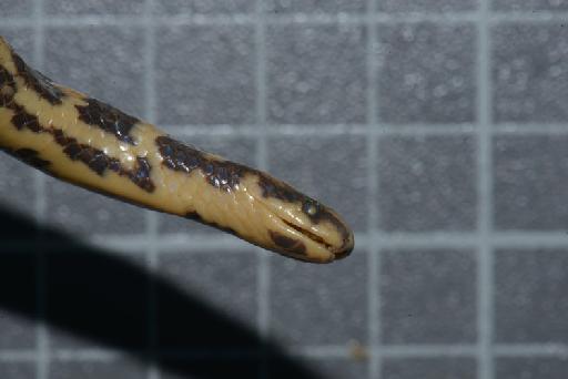 Atractus erythromelas Boulenger, 1903 - Image of specimen 1946.1.7.19