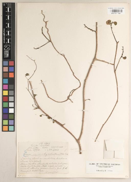 Vigna macrorrhyncha (Harms) Milne-Redh. - BM013711587