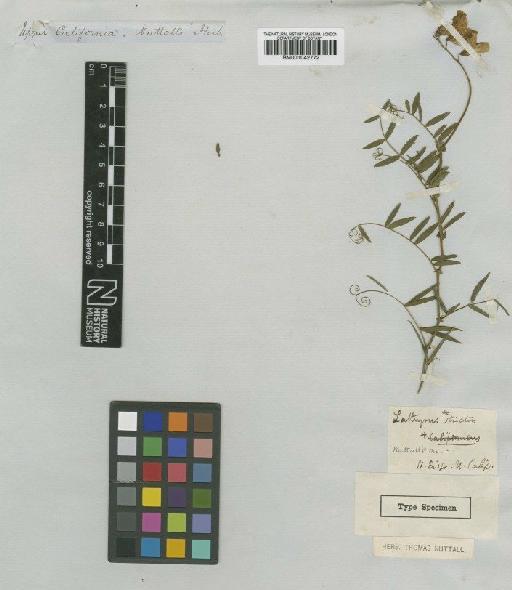 Lathyrus strictus Nutt. - BM001042772