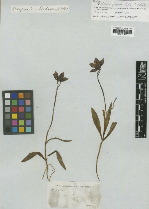 Fritillaria grayana Rchb.f. & Baker - BM001009919