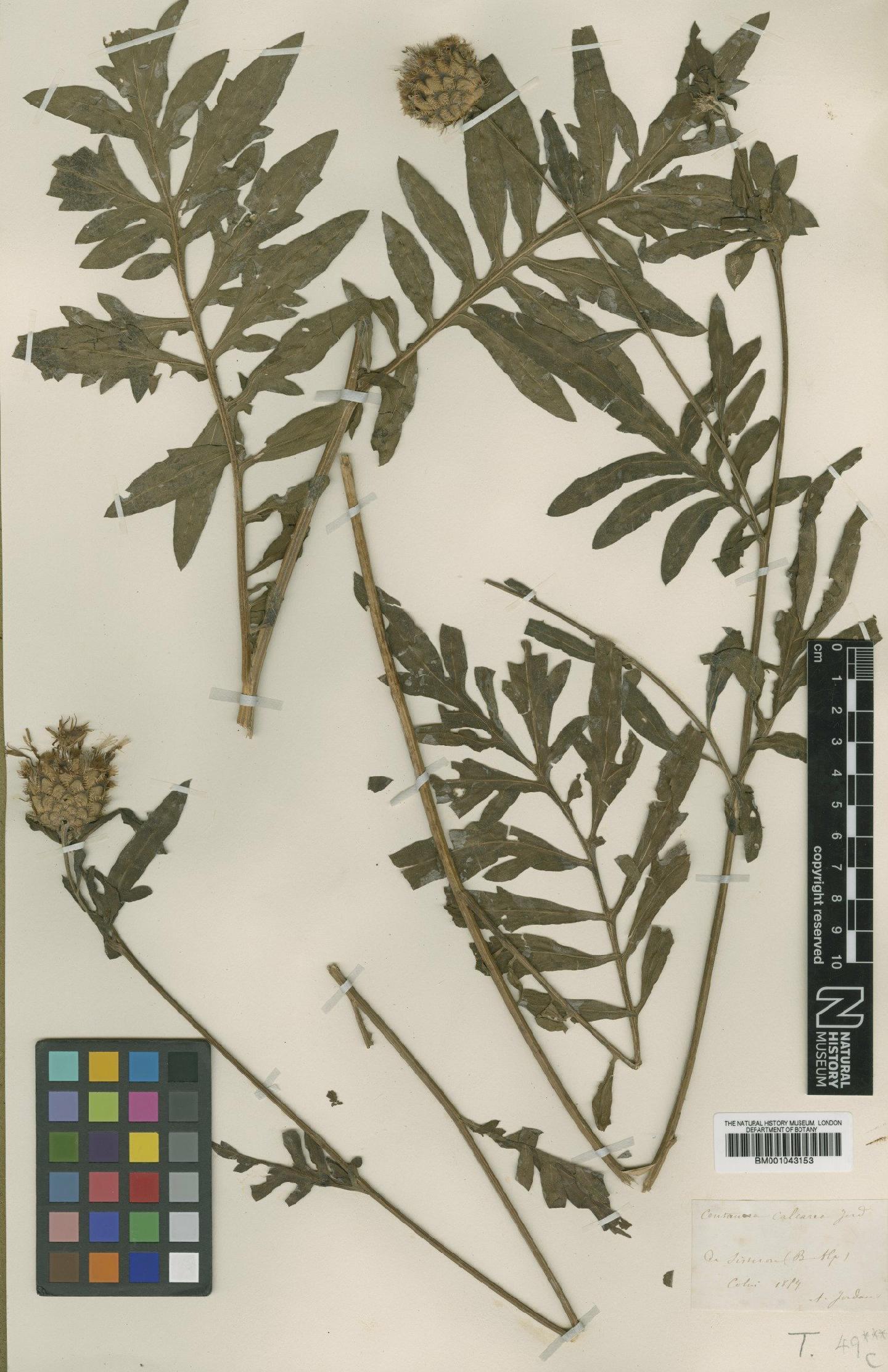 To NHMUK collection (Centaurea alpestris Hegetschw.; Type; NHMUK:ecatalogue:1987378)