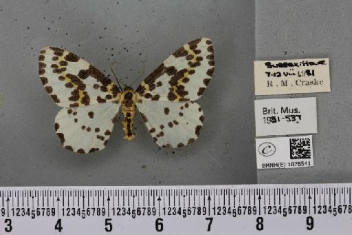 Abraxas grossulariata (Linnaeus, 1758) - BMNHE_1878541_437581