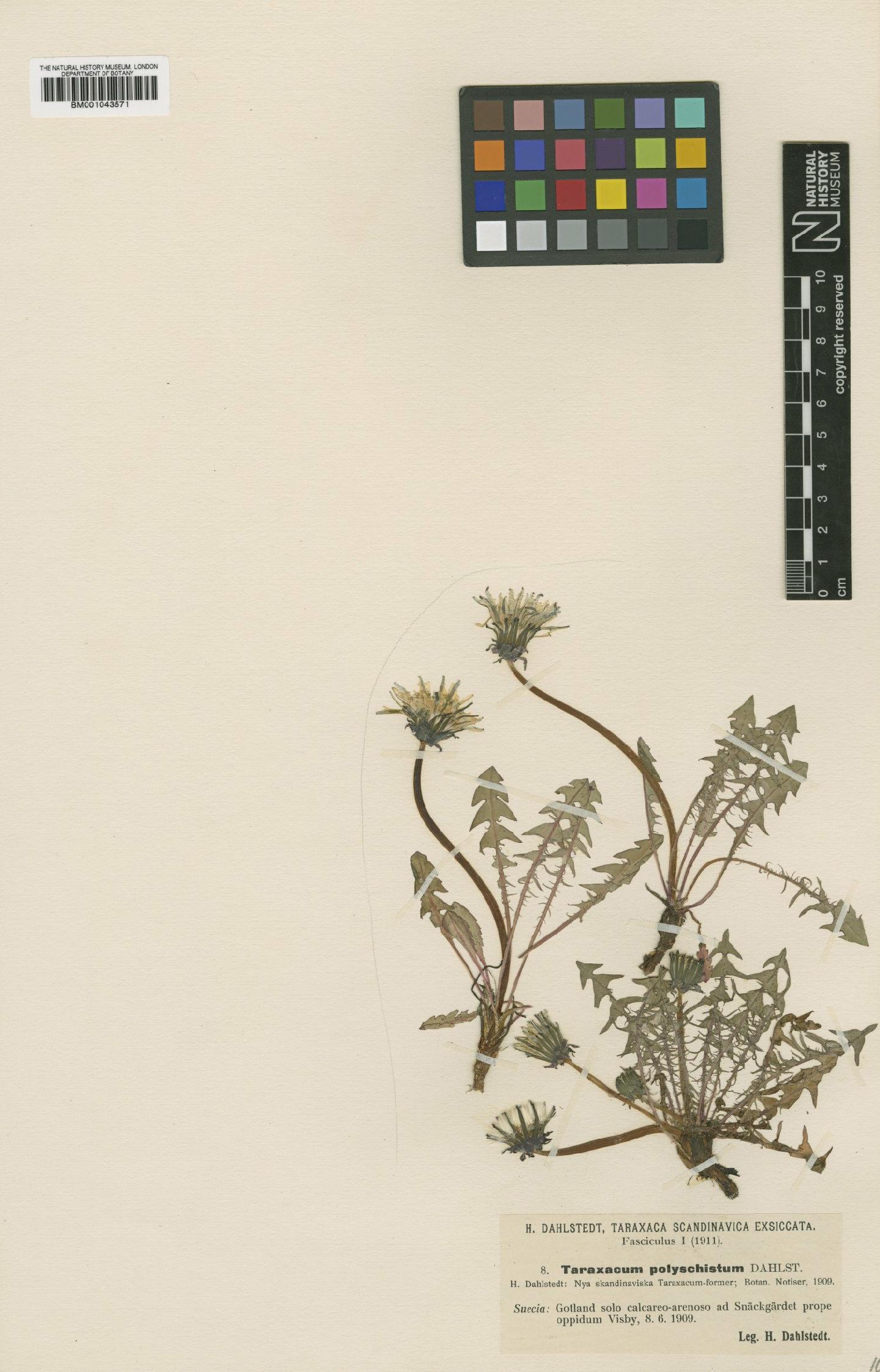 To NHMUK collection (Taraxacum polyschistum Dahlst.; Type; NHMUK:ecatalogue:2201160)