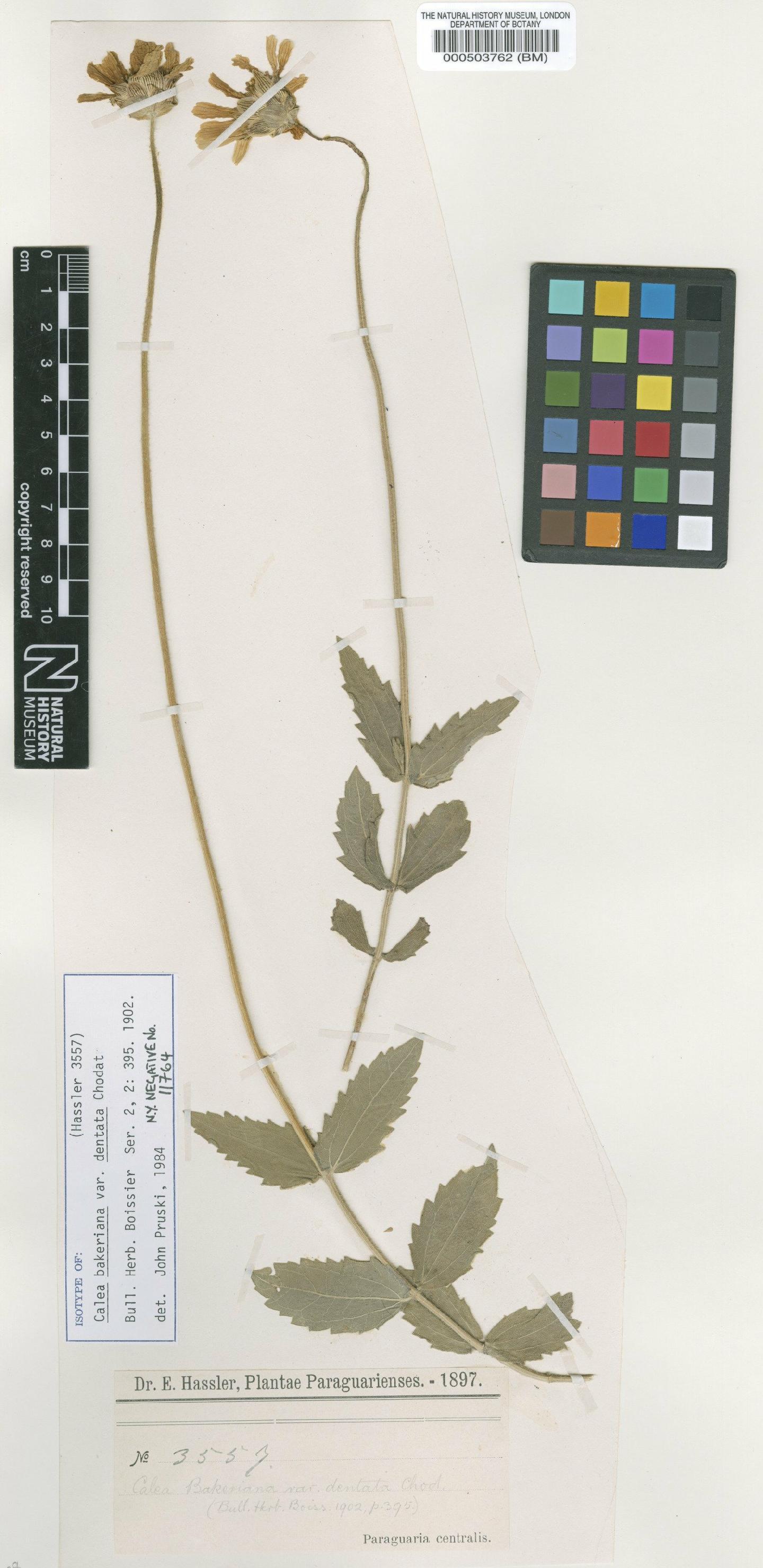 To NHMUK collection (Calea bakeriana var. dentata Chodat; Isotype; NHMUK:ecatalogue:4566667)