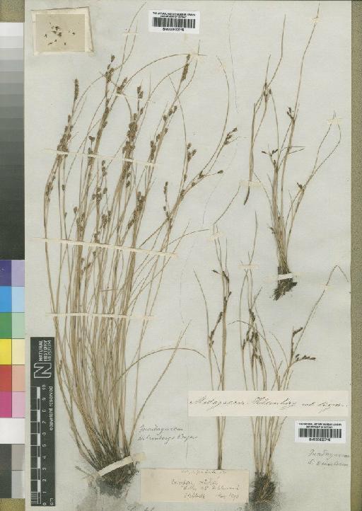 Coleochloa setifera (Ridl.) Gilly - BM000922718