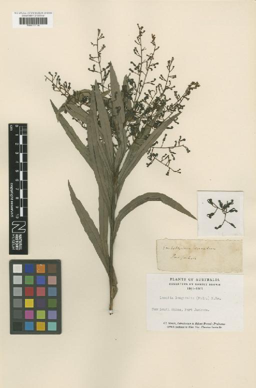 Lomatia longifolia R.Br. - BM001217198