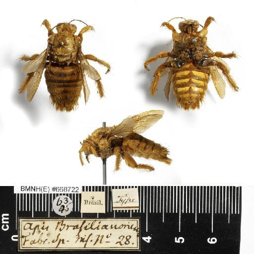 Apis brasilianorum Linnaeus, 1767 - Apis_brazilianorum-BMNH(E)#668722-type-male-habiti