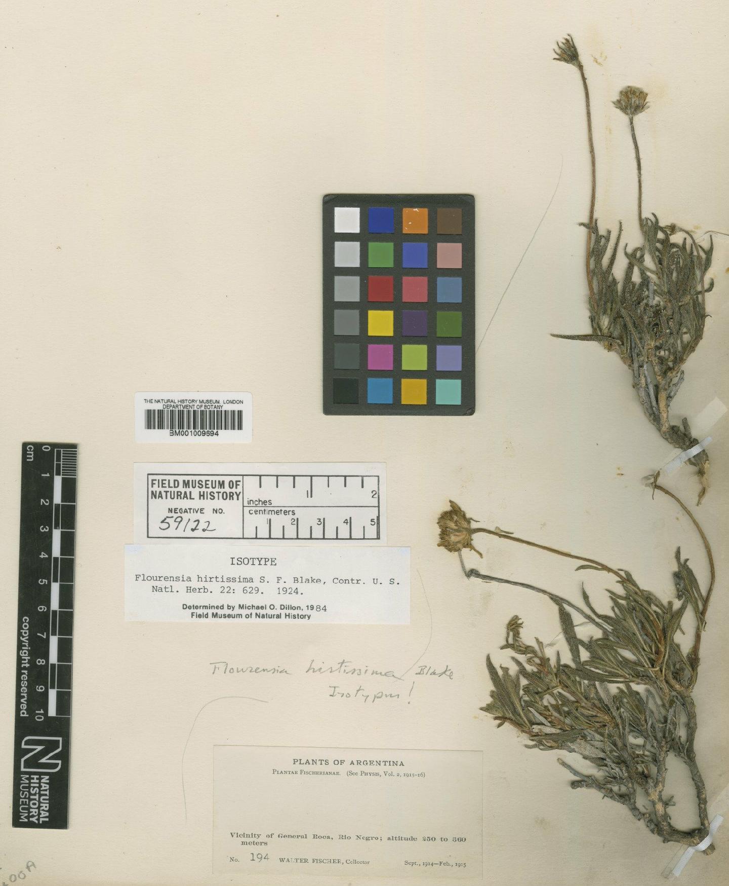 To NHMUK collection (Flourensia hirtissima S.F.Blake; Isotype; NHMUK:ecatalogue:619901)