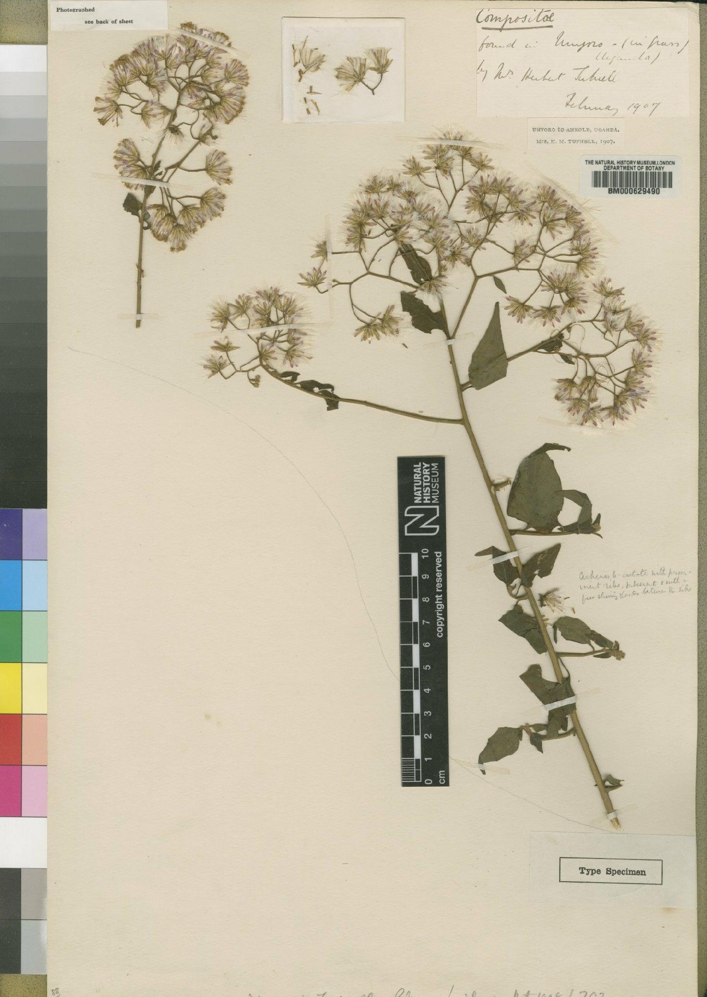 To NHMUK collection (Vernonia tufnellae Moore; Type; NHMUK:ecatalogue:4528647)