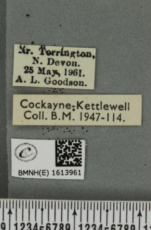 Scotopteryx mucronata umbrifera (Heydemann, 1925) - BMNHE_1613961_label_303331