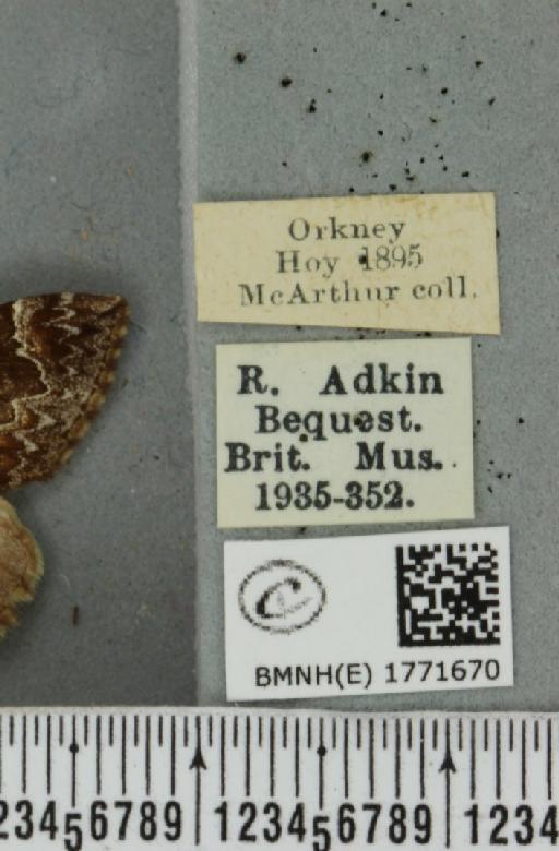 Dysstroma truncata concinnata (Stephens, 1831) - BMNHE_1771670_label_348473