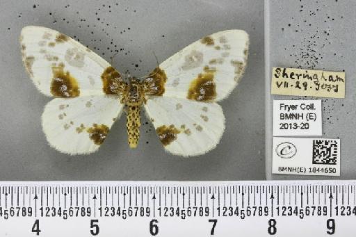 Abraxas sylvata (Scopoli, 1763) - BMNHE_1844650_419180